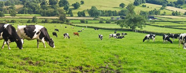 Farm Cottages Farm Cottages