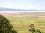 Dunlins