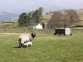 Low Arnside