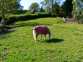 Rhos Cottage