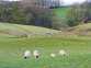Greengates Farm