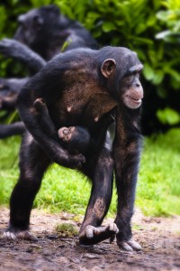 Chimps at Chester Zoo Chimps at Chester Zoo