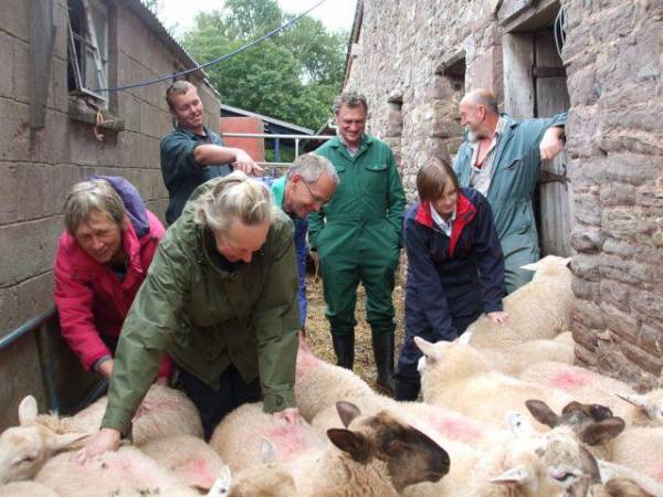 sheep_husbandry-154-600-450-70