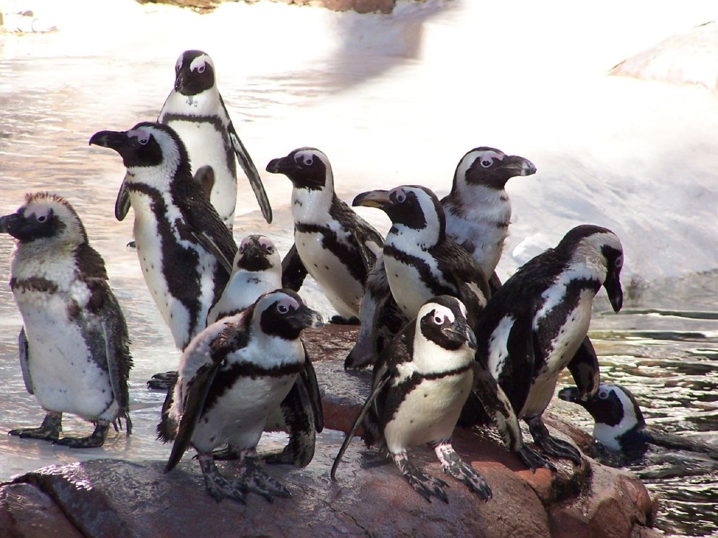 Penguins at Newquay Zoo in Cornwall