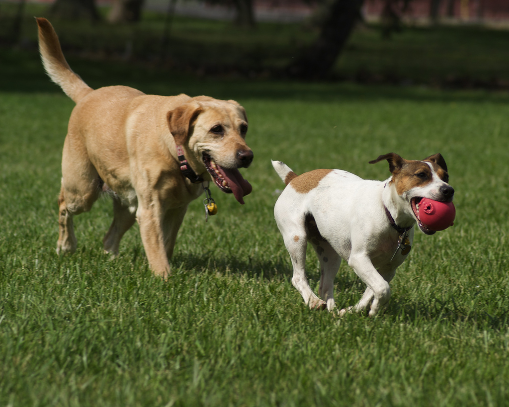 Walking with dogs