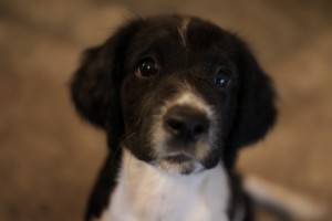 Arfa the dog