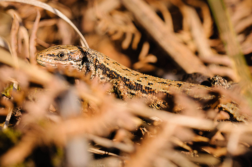Common Lizard