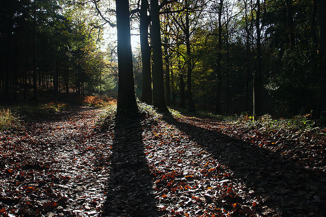 Dowles Brook