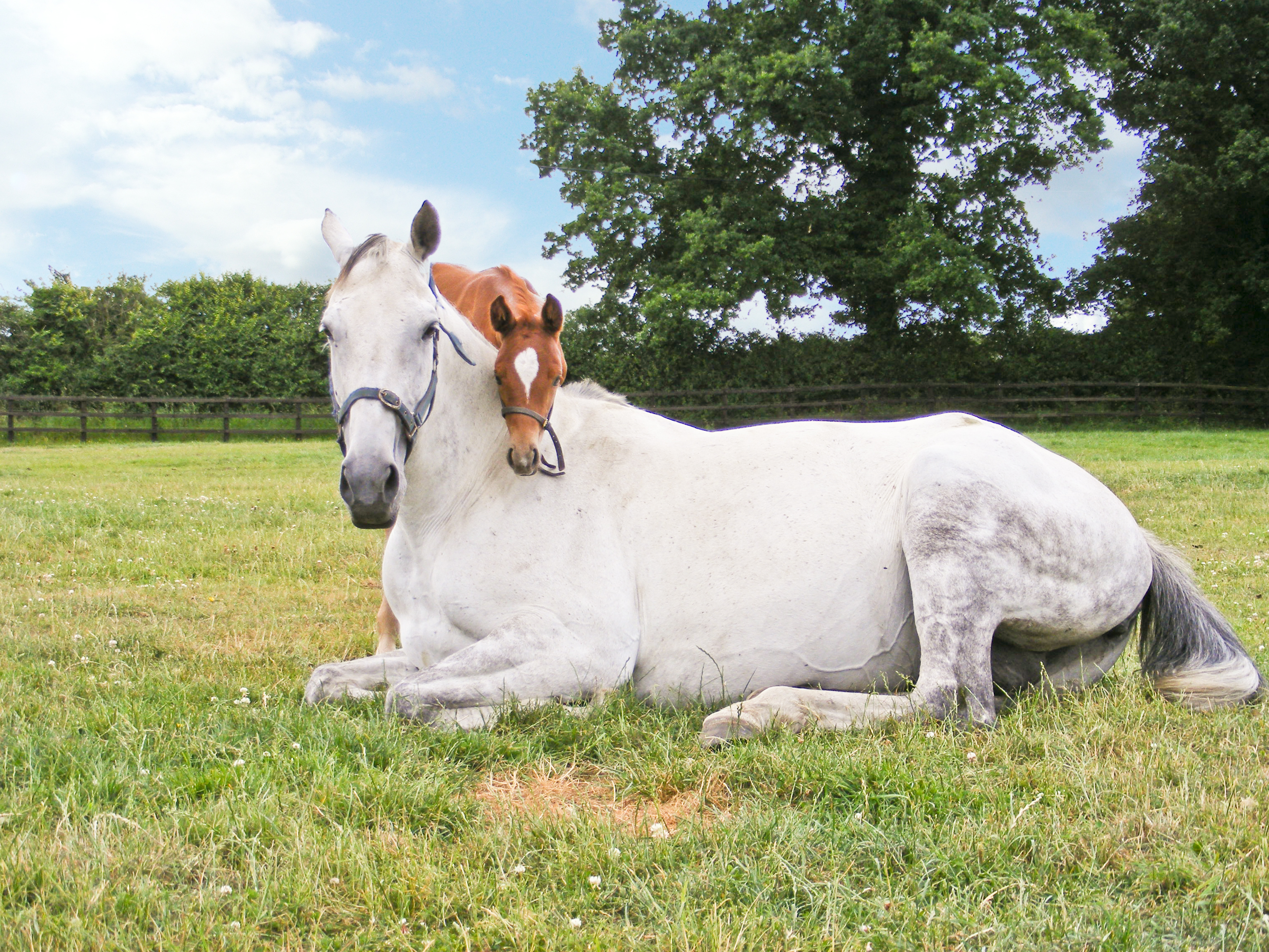 Horses at 2 Stud Cottage, Ref. 14395