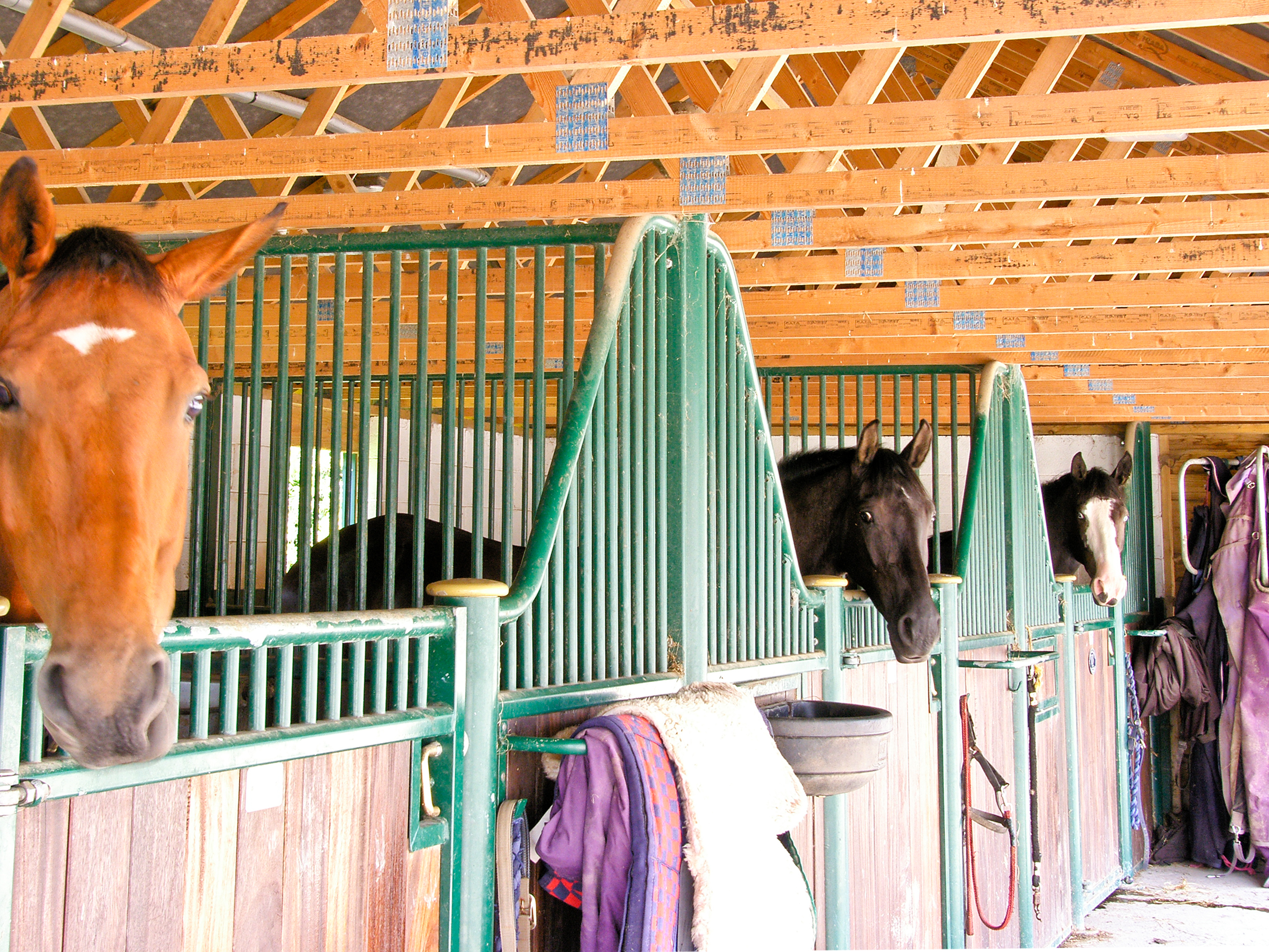 Horses at Dolley Farm Cottage, Ref. 14670