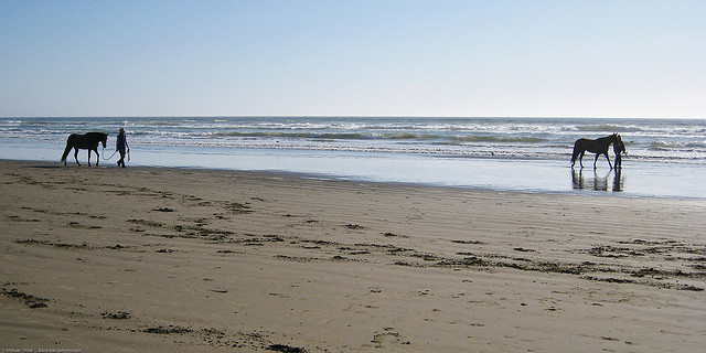 Two horses being walked at water's edge Horses on the beach