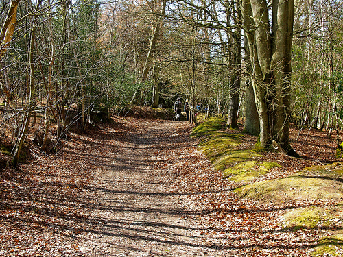 Walkin Ashdown Forest