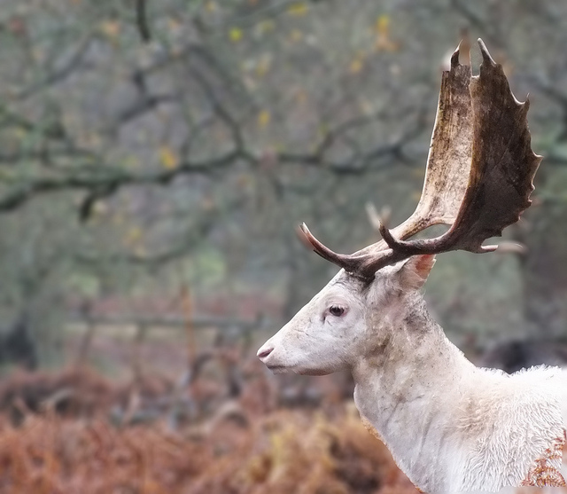 dunham massey stag