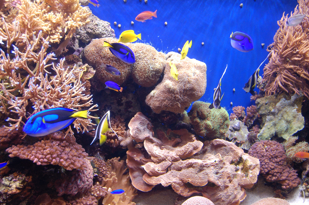 Aquarium