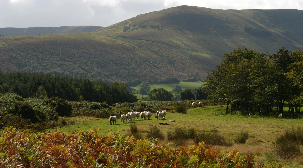 Sheep in Wales