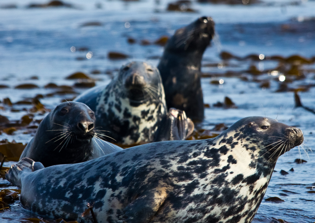 Seals in Farne Islands, Northumberland