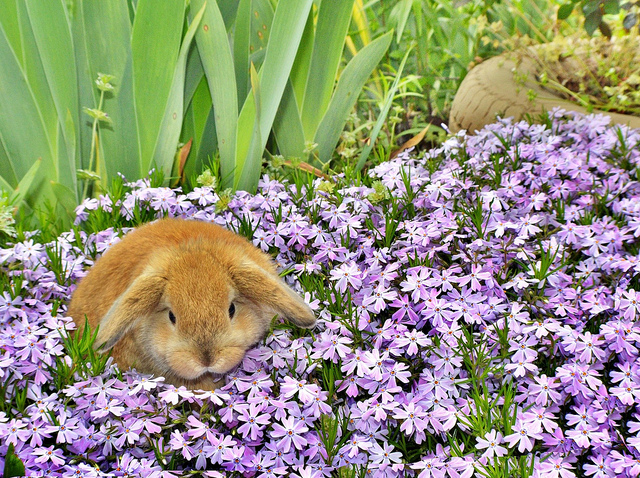 Bunny rabbit
