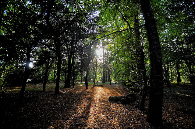 Nowton Park in Suffolk