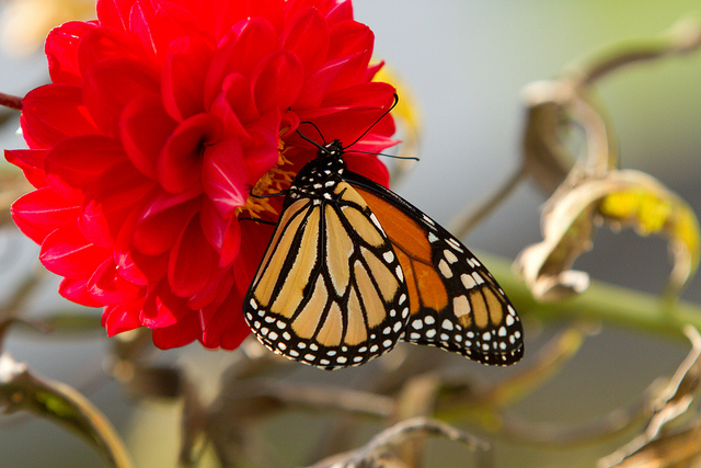 Monarch Butterfly