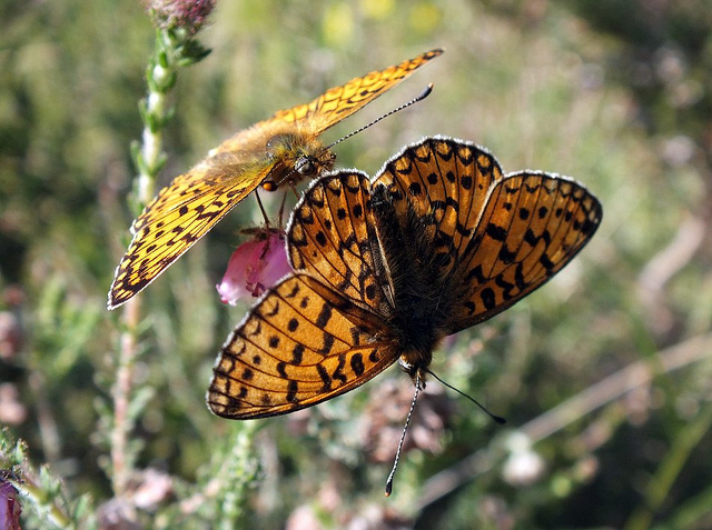 Pearl Bordered Fritillary butterflies