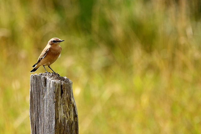 RSPB Minsmere