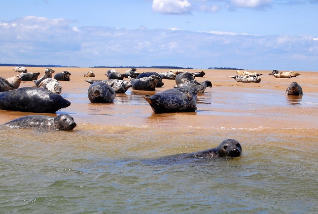 Seals at Blakeney Point, Norfolk
