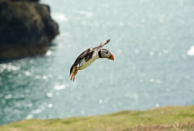 Puffin At Skomer Island