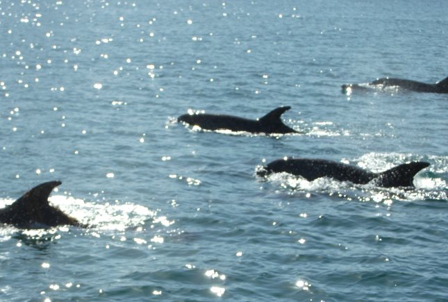 Dolphins