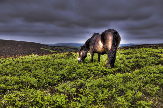 Exmoor- Via Flickr