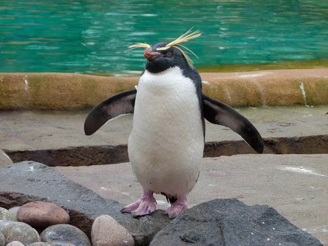 Penguin at Edinburgh Zoo