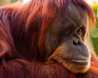 Halloween Blog - Orangutan