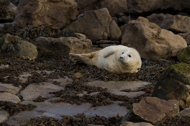 Seal