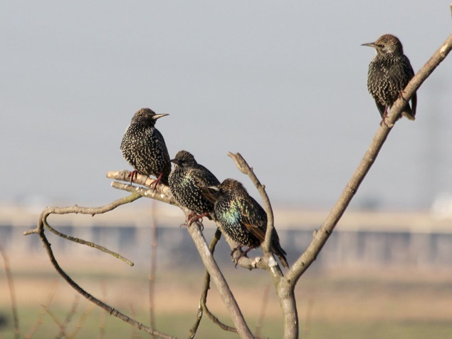 Rainham Marshes