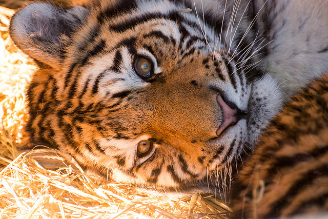 Tiger at Highland Wildlife Park