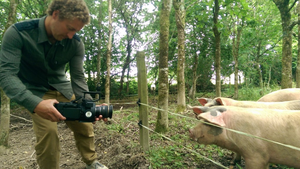 Pigs in Cornwall