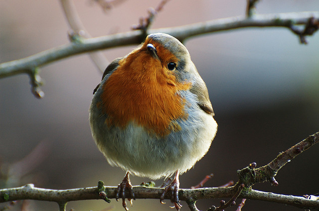 Image | by Tim Parkinson | CC BY