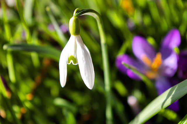 Snowdrop | by Gordon Robertson | CC BY