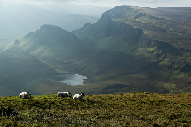 'Sheep in Isle of Skye' by Y Nakanishi is licensed under CC 2.0