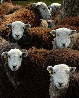 Walk of the Month - Coniston B