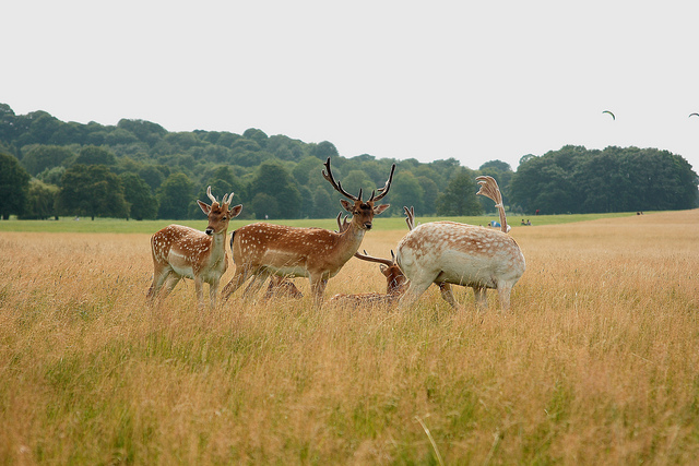 A group on deer in long grass with trees in the distance and a blue sky overhead.