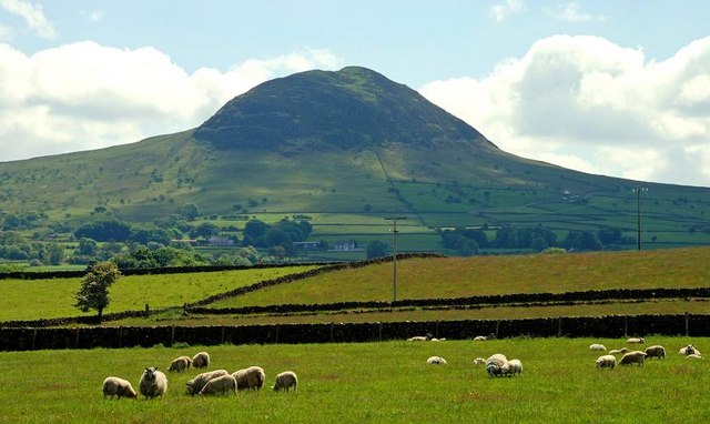Green fields full of sheep and a tall green mountain in the distance.
