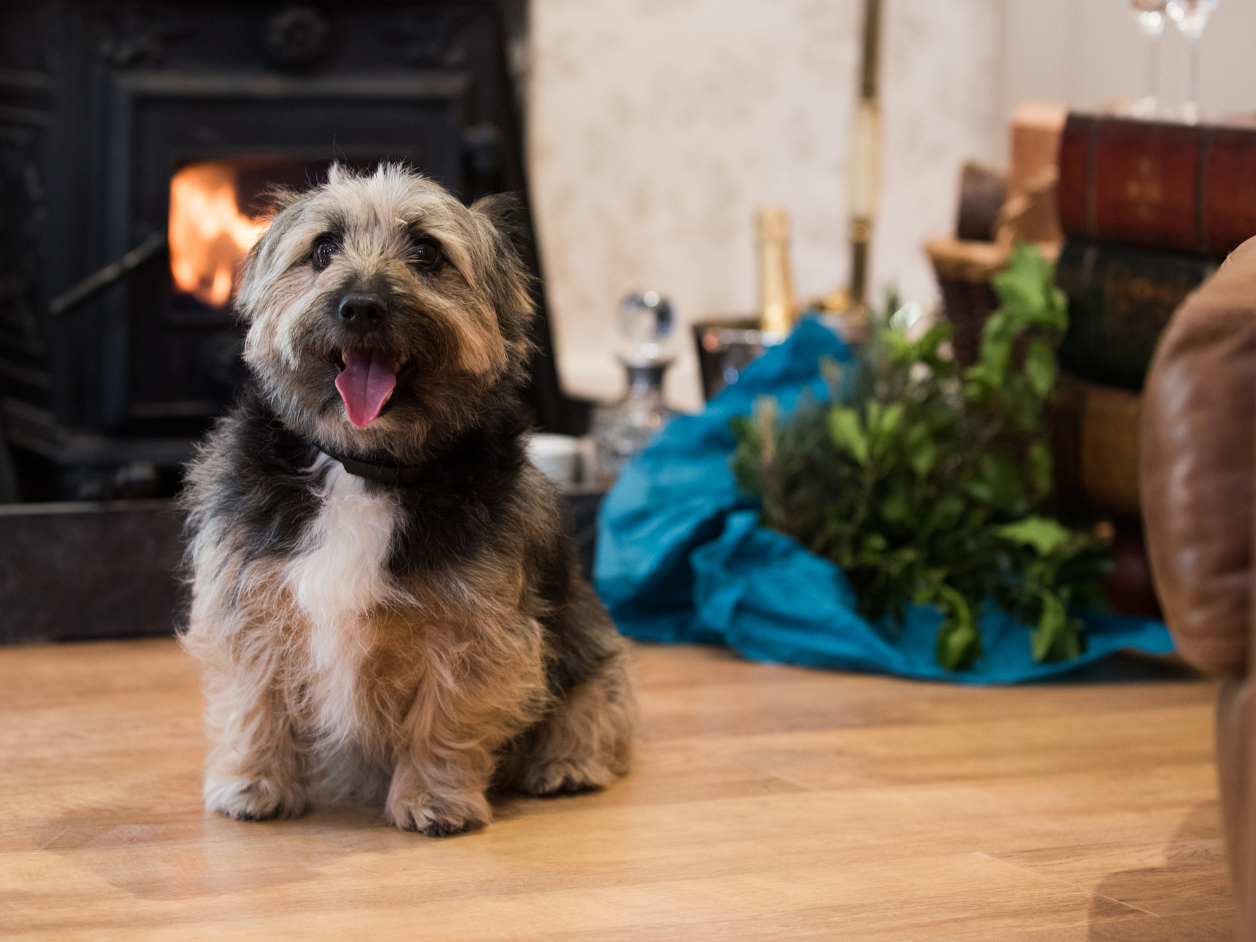 A little dog made feel very welcome at Greenway (Ref. 930748) in Kilve.