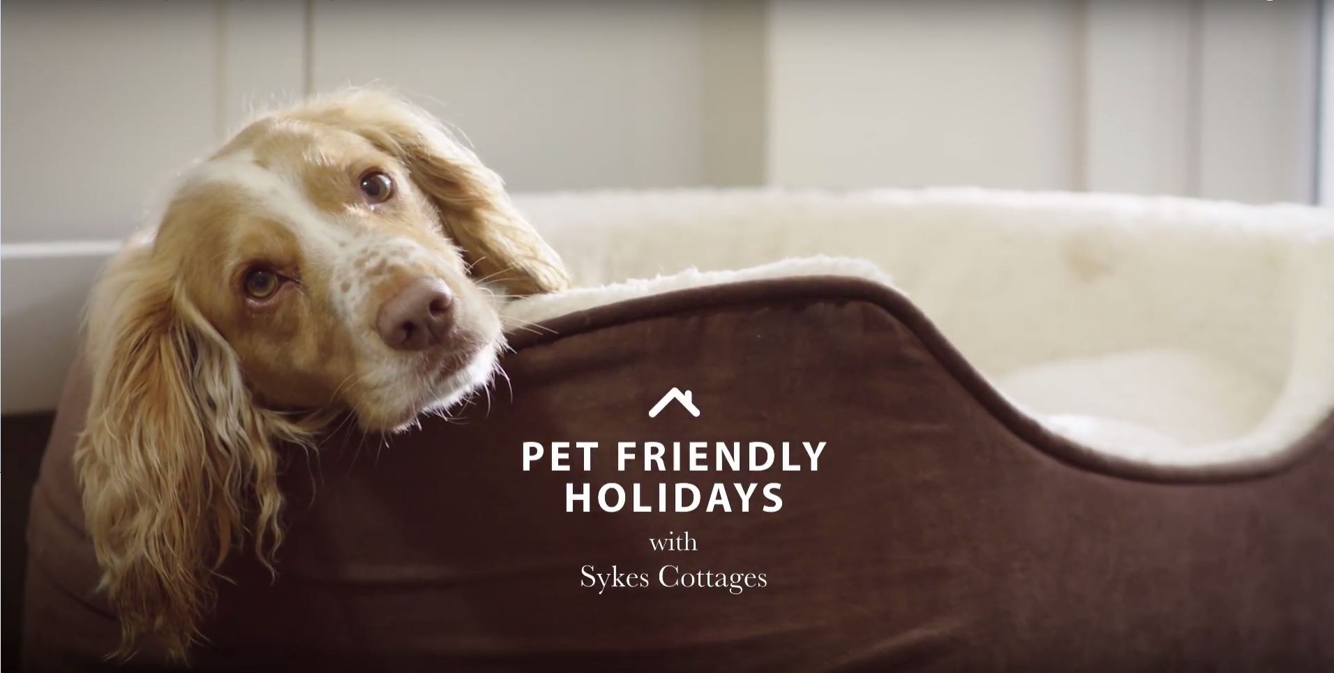 waggy tales - the dog blog - sykes cottages