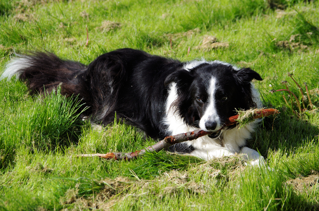 How Many Sheep Can A Sheep Dog Heard How Many Sheep Can A Sheep Dog Heard