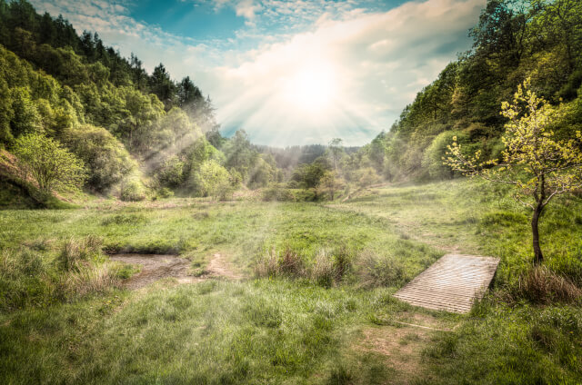 Dalby Forest