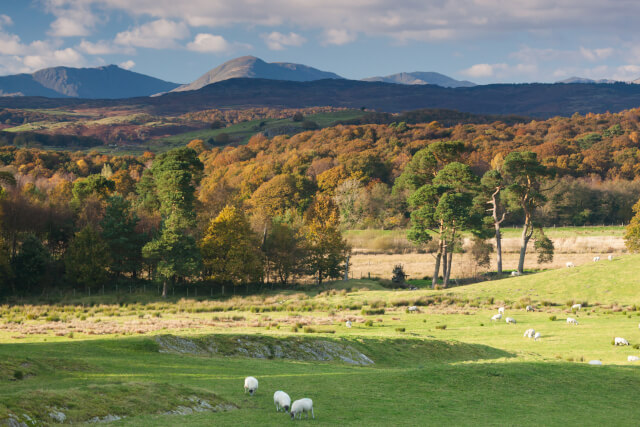 Grizedale Forest & Friar’s Crag