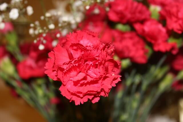 Carnations