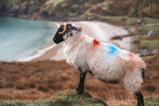 Sheeps at Keem Bay,