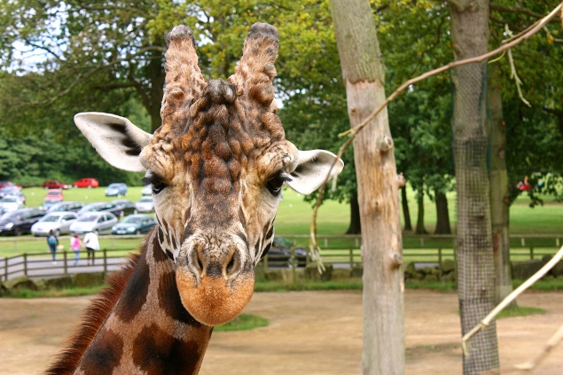 Knowsley Safari Park