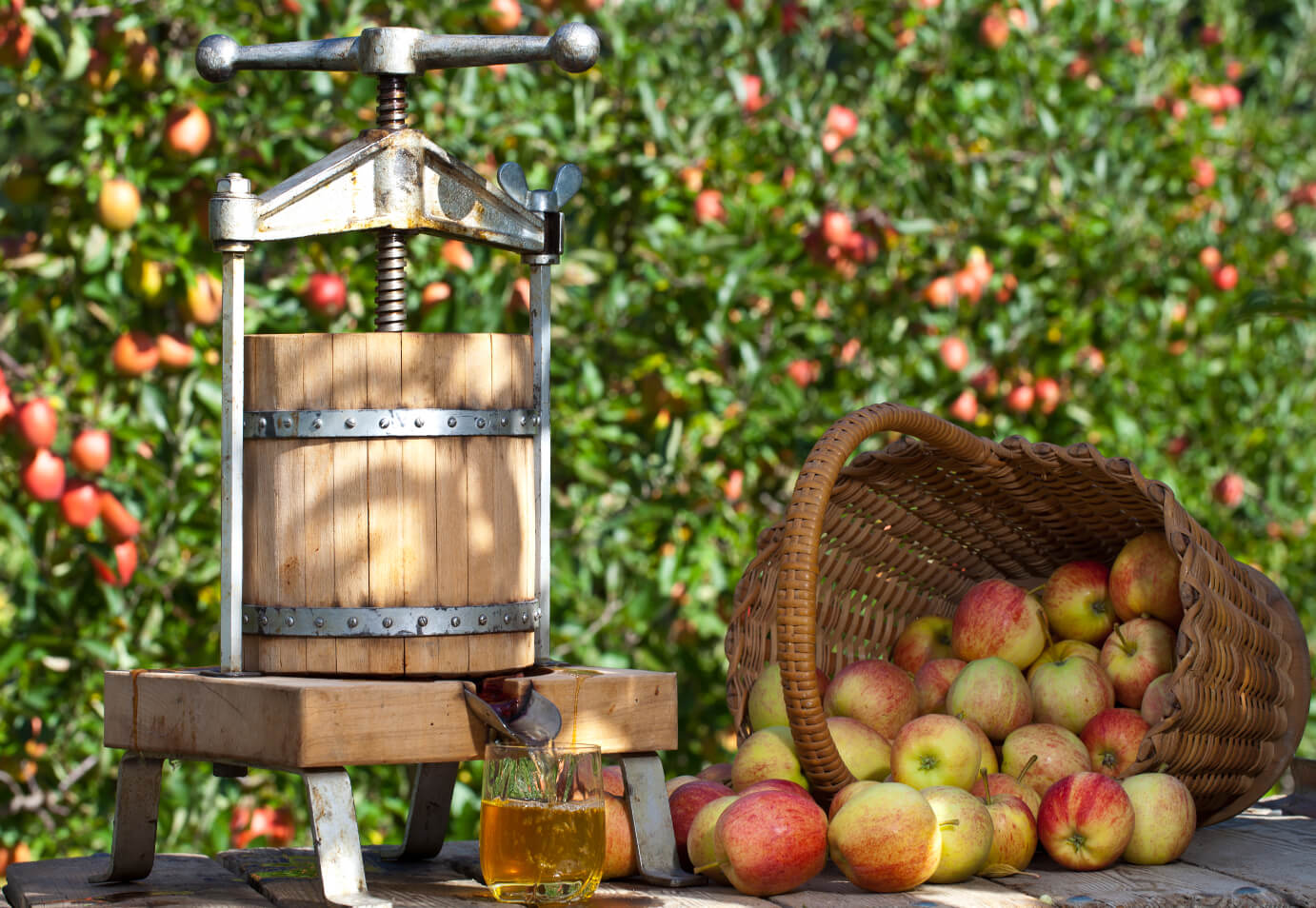 cider farm tour